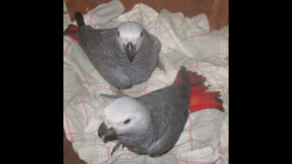 Male-and-Female-Congo-African-Grey-Parrots