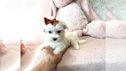 Maltese-Puppies-For-an-Adoption