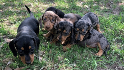 Miniature-Dachshund-Puppies-in-Tennessee