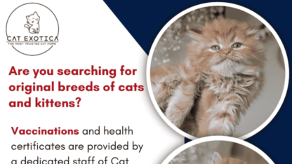 Original-Breeds-of-Cats-in-Bangalore