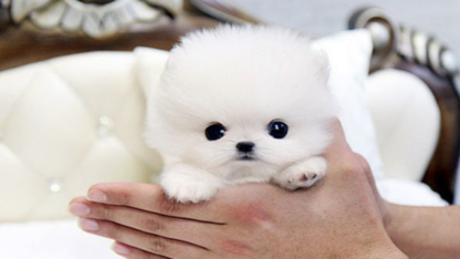 Pomeranian-For-Sale-in-Arizona