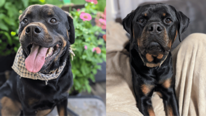 Rottweiler-Dog-in-Texas