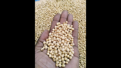 Wholesale-Soya-Bean-Supplies