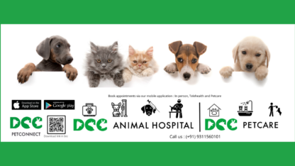 Best-Pet-Boarding-and-Daycare-in-Gurgaon-DCC-Animal-Hospital-and-Petcare