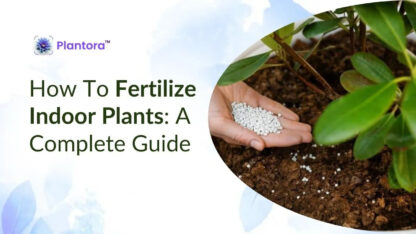 Fertilize-indoor-plants