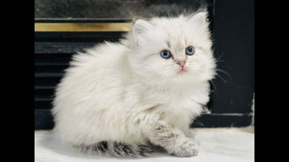 Free-Kittens-For-Rehoming-in-Saudi-Arabia