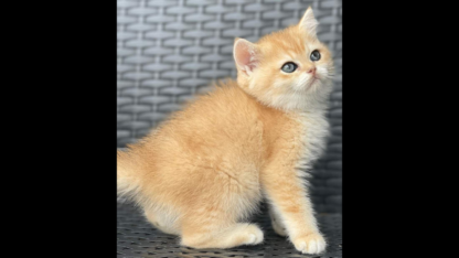 Free-Kittens-For-Rehoming-in-UAE