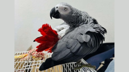 Male-and-Female-African-Grey-Parrots