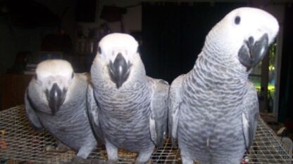 Male-and-Female-Congo-African-Grey-Parrots