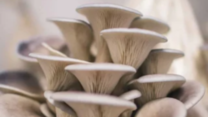 Mushroom-Cultivation-Training-in-Kerala