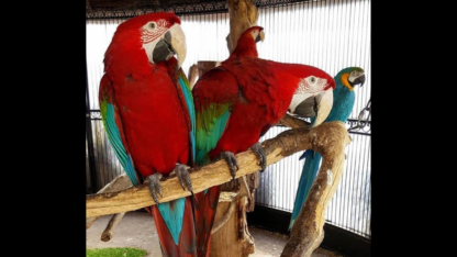 Scarlet-Macaw-Parrots-For-Sale