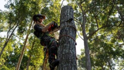 Tree-Removal-and-Pruning-Experts-Gold-Coasts-Trusted-Arborists
