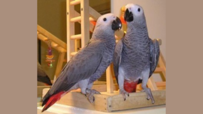African-Grey-Parrot