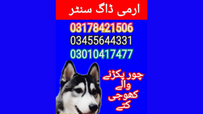 Army-Dog-Center-in-Pakistan