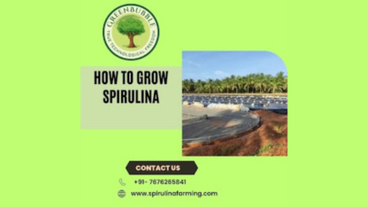 Grow-and-Produce-Spirulina-Green-Bubble-Algal-Works-Guide