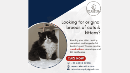 Original-Breeds-of-Cats-and-Kittens