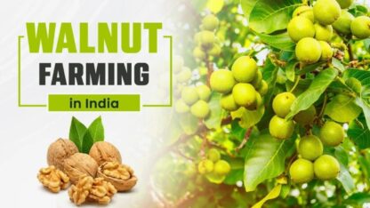 Steps-of-Walnut-Farming-in-India