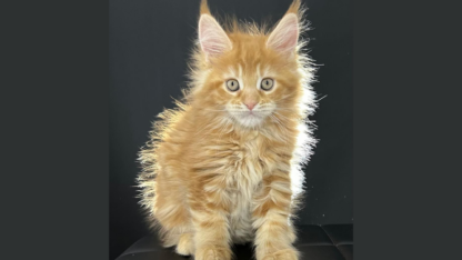 Stunning-Gold-Fur-Maine-Coon-Kitten-for-Sale