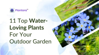 Top-Water-Loving-Plants-for-Your-Outdoor-Gardenton-County