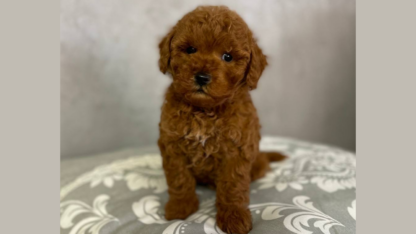 Toy-Poodle-Puppies-Available-For-Sale