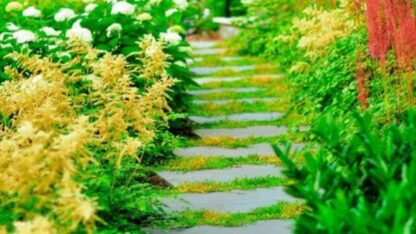 Transform-Your-Outdoor-Space-with-Arlington-Landscapes