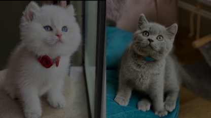 British-Shorthair-Kittens-for-Adoption