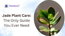 Healthy Jade Plant Care – Simple Tips for Lush Growth