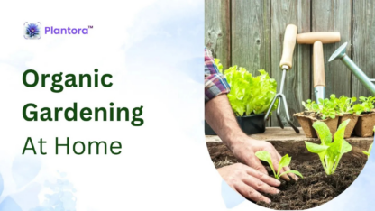 Complete-Guide-to-Organic-Gardening-at-Home