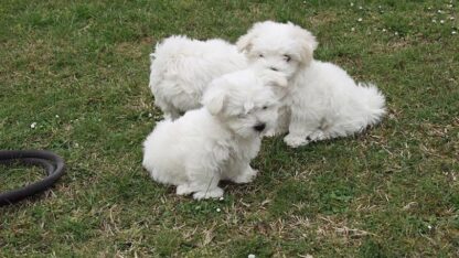 355556497_1379724422571130_2313373436874490773_n