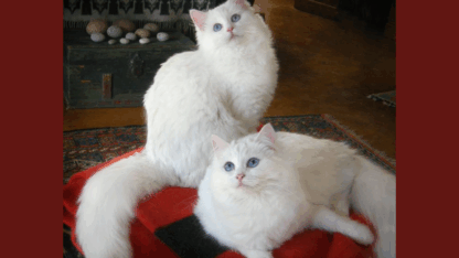Beautiful-Ragdoll-Kittens-Available-Sale