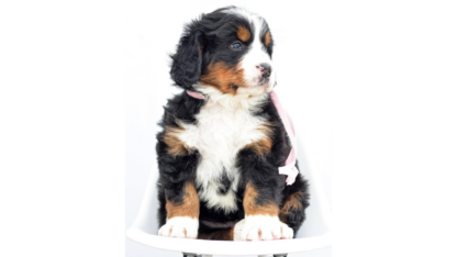Bernese-Mountain-Dog