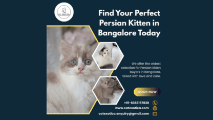 Buy-Best-Persian-Cats-and-Kittens-in-Bangalore