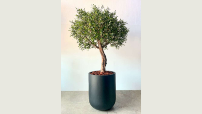 FOR-SALE-Premium-Bespoke-Olive-Trees-–-Lifelike-Low-Maintenance