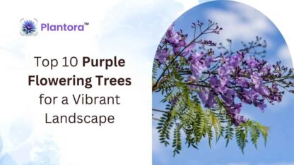 Featured-image-of-Purple-Flowering-tree-1
