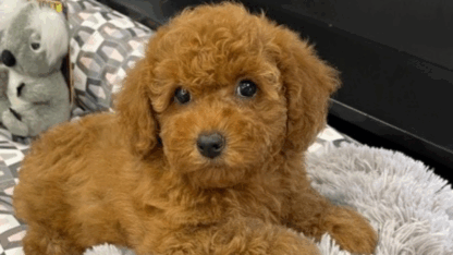 Teacup-Poodle-Puppies-for-Adoption