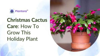 christmas-cactus-care-1