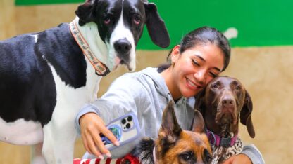 dog-care