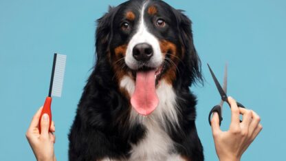 dog-grooming1