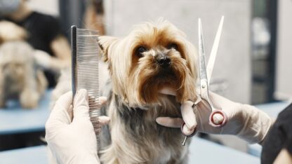 dog-grooming2