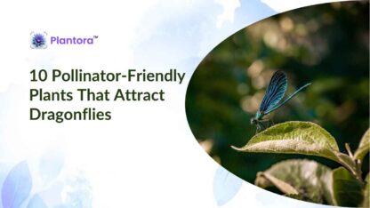 pollinator-friendly-2