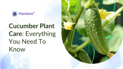cucumber-plant-care