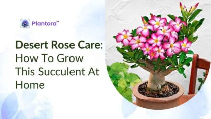 desert-rose-care-1