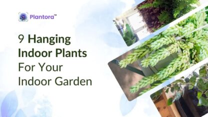 hanging-indoor-plants-1-1