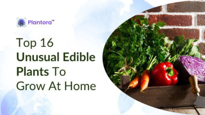 unusual-edible-plants-1