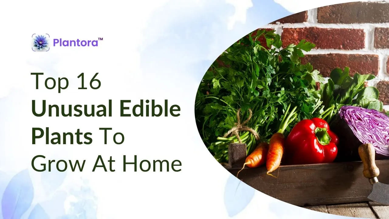 Top Unusual Edible Plants to Grow at Home