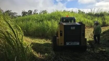 Can-I-DIY-some-home-tree-services-or-should-I-always-hire-a-pro