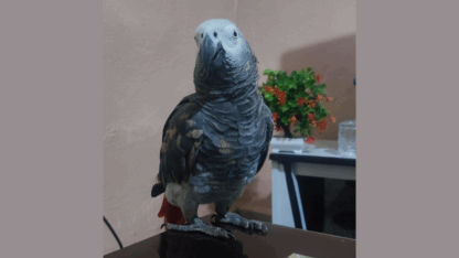 Intelligent-Africa-Grey-Parrot-Available