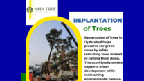 Professional Replantation of Trees in Hyderabad