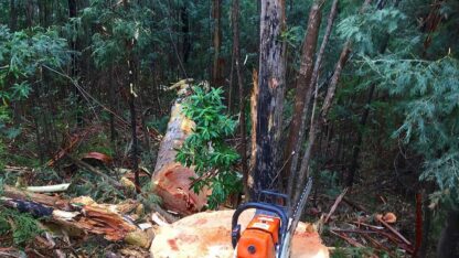 Tree-Stump-Grinding-Services