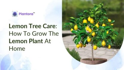 lemon-tree-care-1